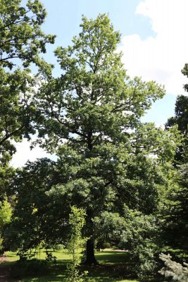 Quercus robur - dub letní - celek